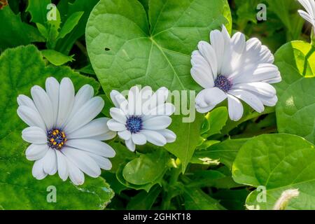 African Daisies 'Serenity White' in bloom in a garden Stock Photo