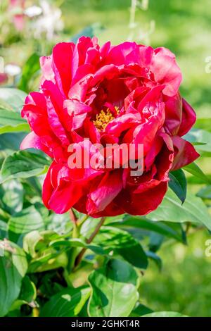 Peony Chippewa in bloom in a garden Stock Photo Alamy