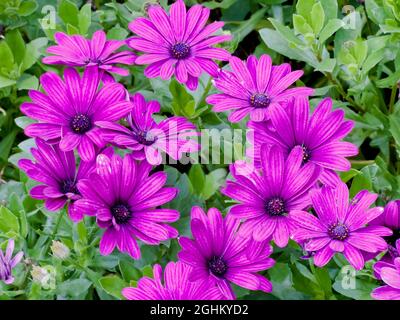 African Daisies 'Serenity Purple Dark' in bloom in a garden Stock Photo