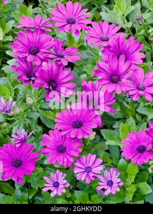 African Daisies 'Serenity Purple Dark' in bloom in a garden Stock Photo