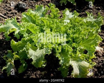 Chicoree frisee 'Dorea' Stock Photo