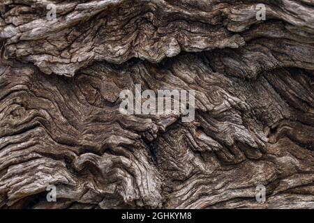 Beautiful wood bark texture background (selective focus) Stock Photo
