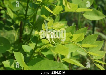 Dalbergia latifolia (also known as sonokeling, sanakeling, rosewood) with a natural background. Stock Photo