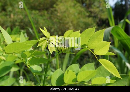 Dalbergia latifolia (also known as sonokeling, sanakeling, rosewood) with a natural background. Stock Photo