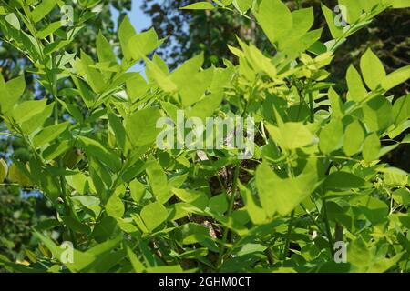 Dalbergia latifolia (also known as sonokeling, sanakeling, rosewood) with a natural background. Stock Photo