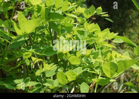 Dalbergia latifolia (also known as sonokeling, sanakeling, rosewood) with a natural background. Stock Photo