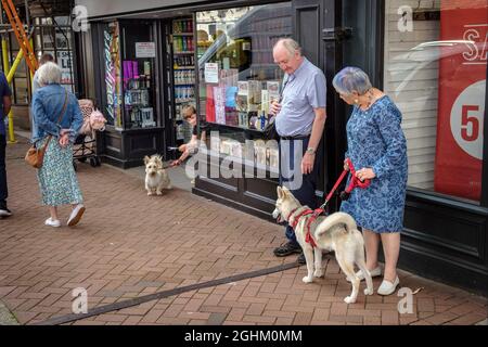 Two dogs notice eachother in the High Street, Bridgnorth, Shropshire Stock Photo