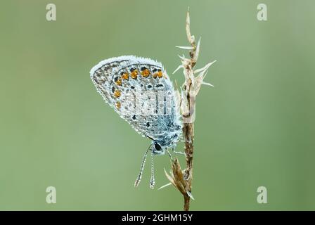 Common Blue butterfly with water droplets on the wings, morning dew. Sitting on dry grass. Side view, closeup. Copy space. Genus Polyommatus icarus. Stock Photo