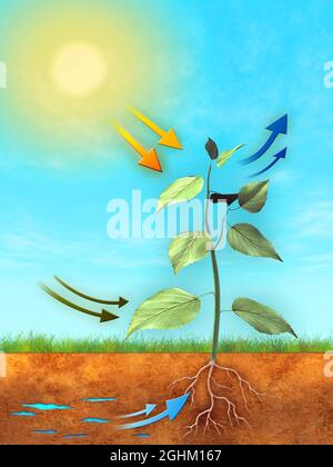 Basic photosynthesis process: water, carbon dioxide and light are used to produce oxygen and sugar. Digital illustration. Stock Photo