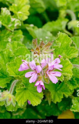 Pelargonium 'Atomic Snowflake' Stock Photo - Alamy