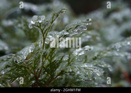 Juniper branch covered ice and snow after an icy rain. Nature concept. Selective focus on a middle part of photo. Bokeh effect. Stock Photo