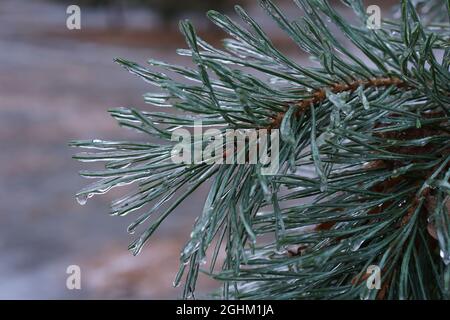 Pine tree branch covered ice and snow after an icy rain. Nature concept. Selective focus on a middle part of photo. Bokeh effect. Stock Photo