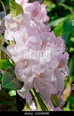 Rhododendron 'Charles E Pearson' flowers Stock Photo - Alamy