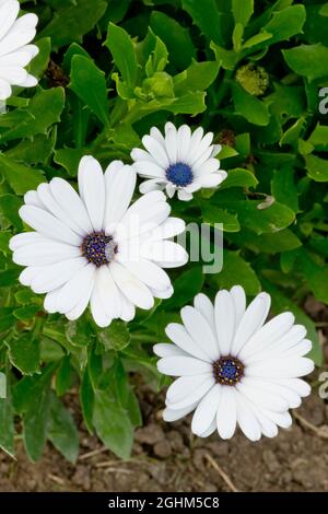 African Daisies 'Serenity White' in bloom in a garden Stock Photo