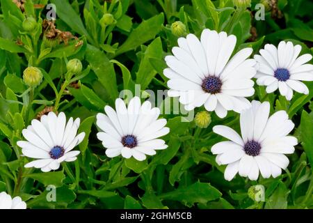African Daisies 'Serenity White' in bloom in a garden Stock Photo