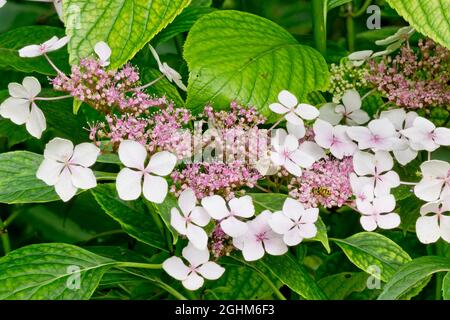 Hydrangea 'Mariesii Perfecta' in bloom in a garden Stock Photo