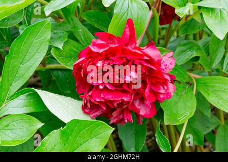 Peony Chippewa in bloom in a garden Stock Photo Alamy