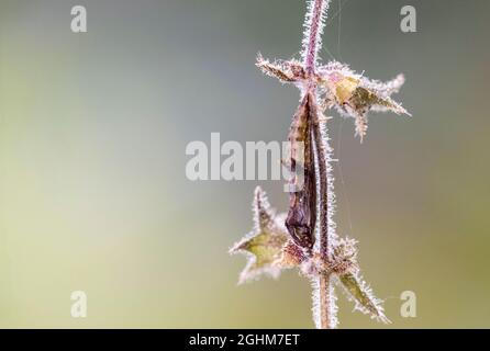 Brindled Plume (Amblyptilia punctidactyla) moth pupa on the flower head of Hedge Woundwort (Stachys sylvatica) Stock Photo