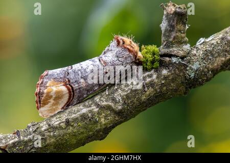 Buff-tip moth (Phalera bucephala), at rest during the day. Stock Photo