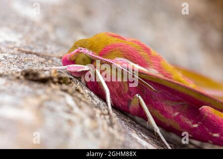 An Elephant Hawk-moth (Deilephila elpenor) resting on tree bark Stock Photo
