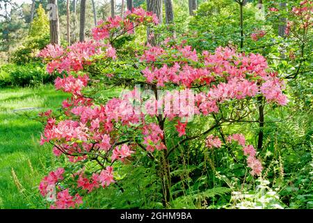 Rhododendron 'Jolie Madame' in bloom in a garden Stock Photo - Alamy