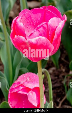 Tulip 'Carola' in bloom in a garden Stock Photo - Alamy