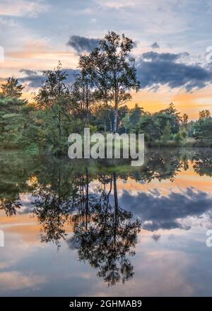 Forest edge reflected in a pond during a colorful sunset with amazing clouds, The Netherlands. Stock Photo