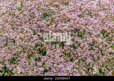 Limonium Latifolium. Sea lavender plant flowering in coastal habitat ...