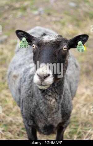 Single black sheep looking at the camera Stock Photo