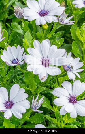 African Daisies 'Serenity White' in bloom in a garden Stock Photo