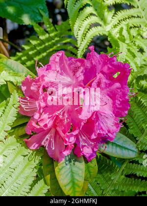 Rhododendron 'Pink Pearl' in bloom in a garden Stock Photo