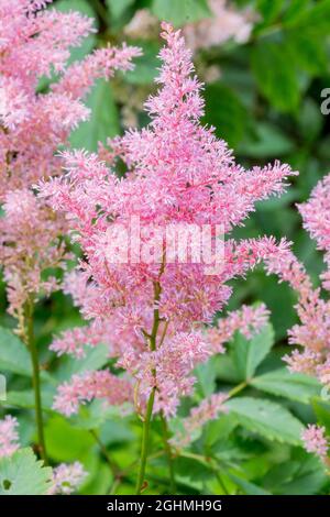 Astilbe Arendsii Bressingham Beauty Stock Photo Alamy