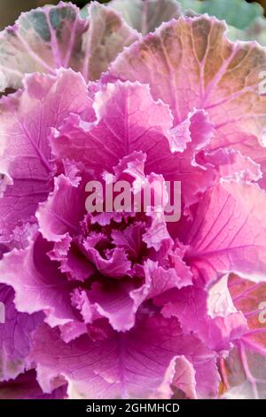 Brassica oleracea 'Tokyo' Stock Photo