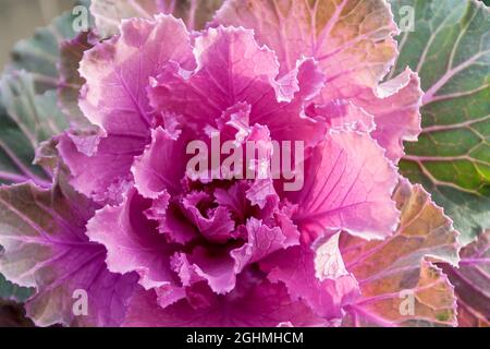 Brassica oleracea 'Tokyo' Stock Photo