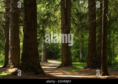 Footpath leading through the woodland New Forest New Forest National Park Hampshire England Stock Photo