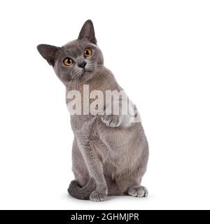 Blue Burmese cat kitten, sitting up facing front with one paw playful in air. Looking  towards camera. Isolated on a white background. Stock Photo