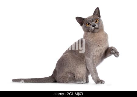Blue Burmese cat kitten, sitting up side ways with one paw playful in air. Looking  towards camera. Isolated on a white background. Stock Photo