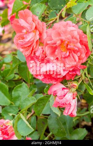 Rose tree 'Coral Drift' in bloom in a garden Stock Photo