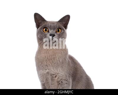 Haed shot of Blue burmese cat kitten, sitting up facing front. Looking  towards camera. Isolated on a white background. Stock Photo