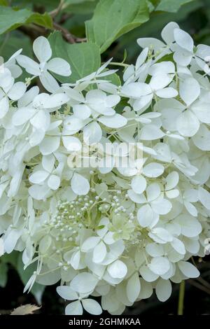 Hydrangea paniculata 'Phantom' Stock Photo