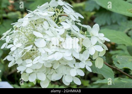 Hydrangea paniculata 'Phantom' Stock Photo