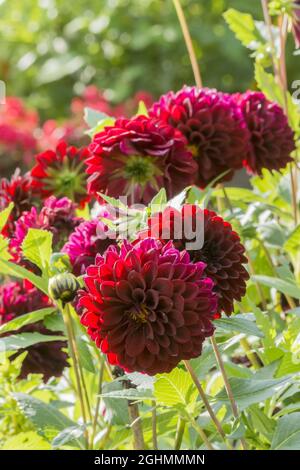 Diamond Dahlia