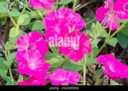 Petunia hedgiflora 'Tidal Wave Hot Pink' Stock Photo - Alamy