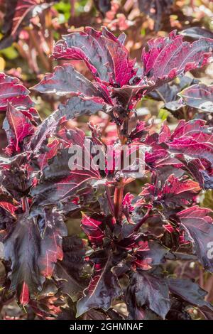 Purple Ruffles basil plant growing in Bellevue, Washington, USA. This ...