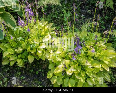 Hosta clausa var. normalis Stock Photo - Alamy