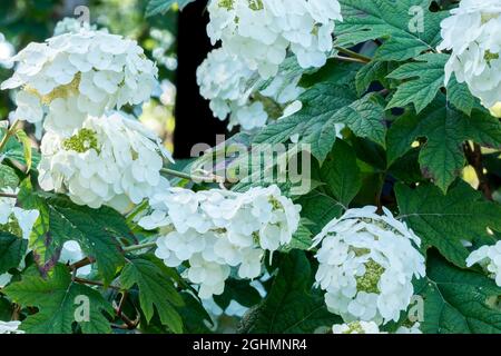 Hydrangea quercifolia 'Snow Queen' Stock Photo