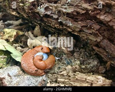 Spanish slug - Arion vulgaris. Slugs in motion, on tree stump. Spanish Slug. Stock Photo