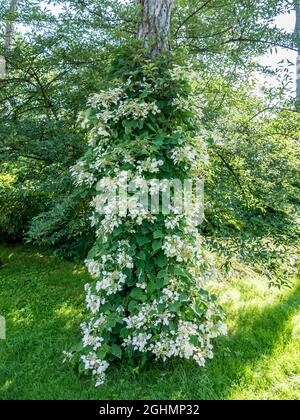 Hydrangea anomala ssp. petiolaris Stock Photo