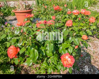 Rose tree 'Coral Drift' in bloom in a garden Stock Photo