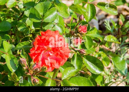 Rose tree 'Coral Drift' in bloom in a garden Stock Photo